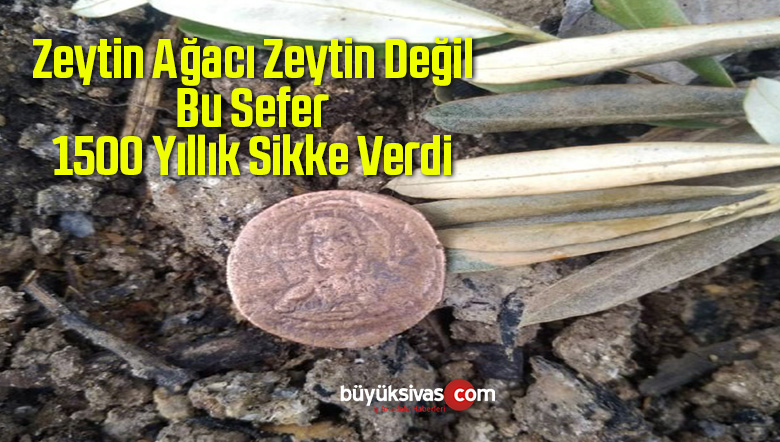 Zeytin Ağacı Zeytin Değil Bu Sefer 1500 Yıllık Sikke Verdi