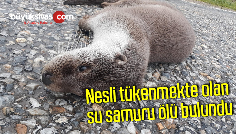 Nesli tükenmekte olan su samuru Bursa’da ölü bulundu