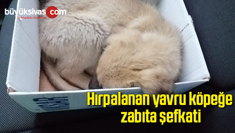 Hırpalanan yavru köpeğe zabıta şefkati