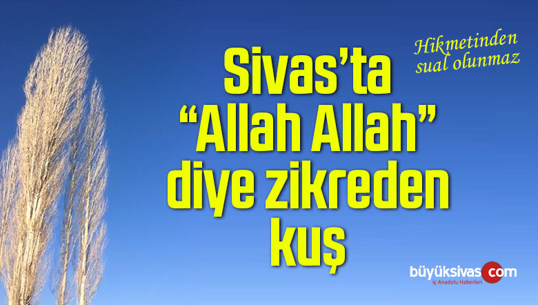 Sivas’ta Allah Allah diyerek zikreden kuş! Hikmetinden sual olunmaz