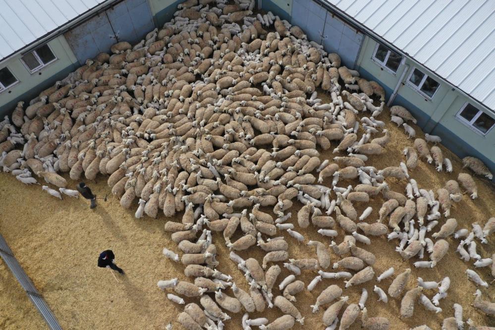 İlk Bahar Mevsiminin Müjdecisi Kuzular Anneleriyle Buluştu