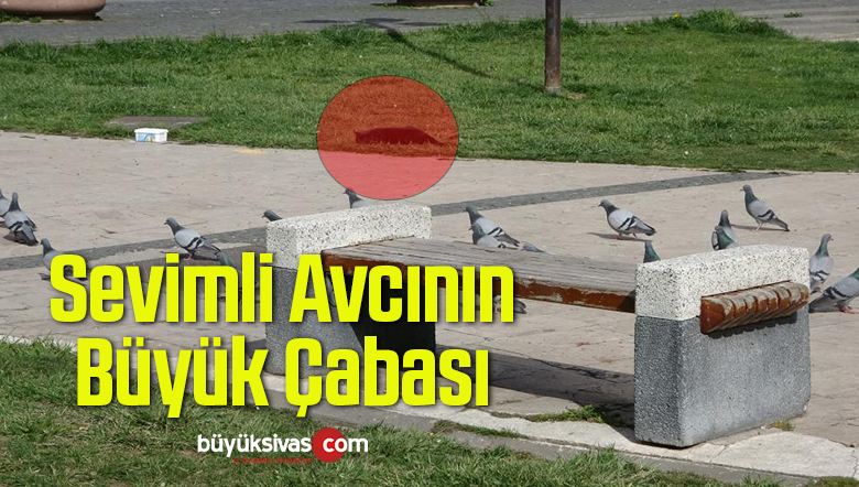 Sivas’ta Sevimli Avcı Güvercinleri Avlamak İçin Büyük Çaba Sarf Etti