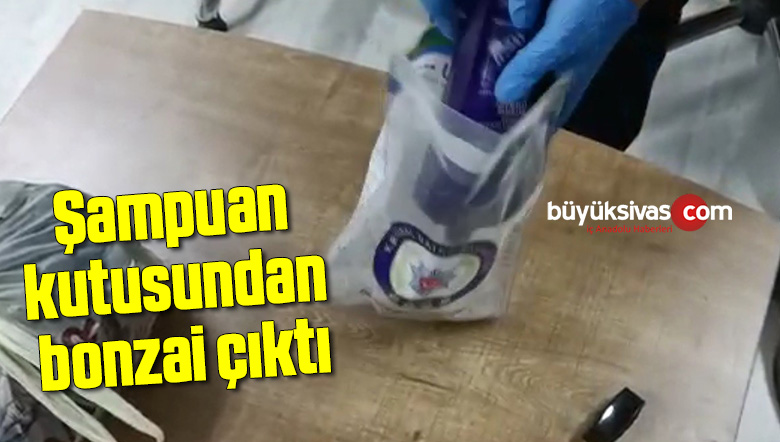 Şampuan kutusundan bonzai çıktı