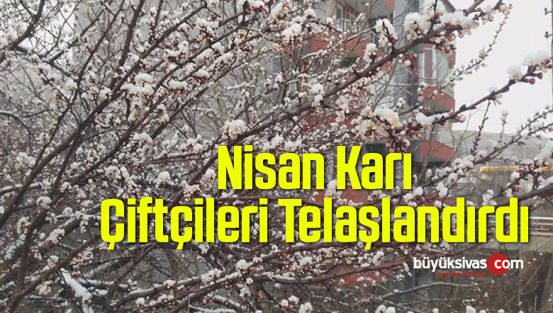 çiek açan kayısı