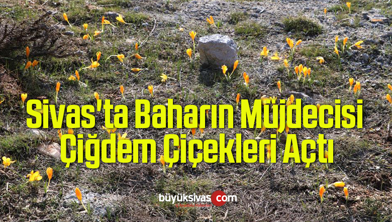 Sivas’ta Baharın Müjdecisi Çiğdem Çiçekleri Açtı