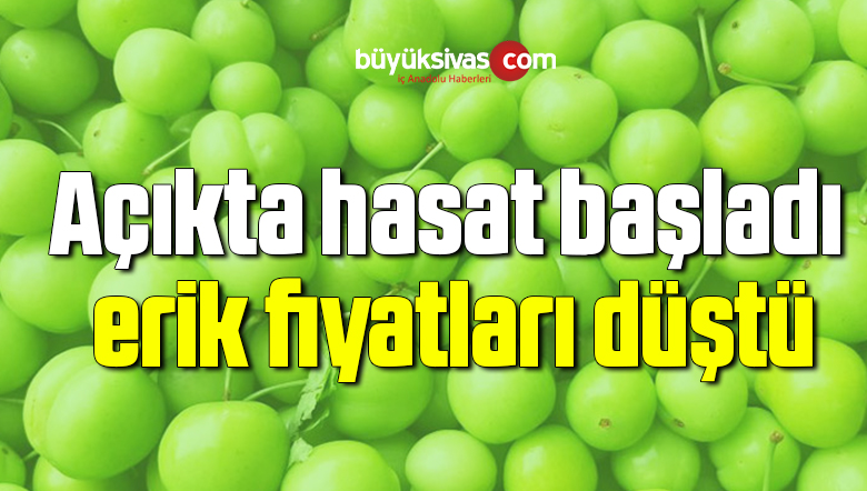Erik hasadı başladı, kilosu 30 liraya düştü