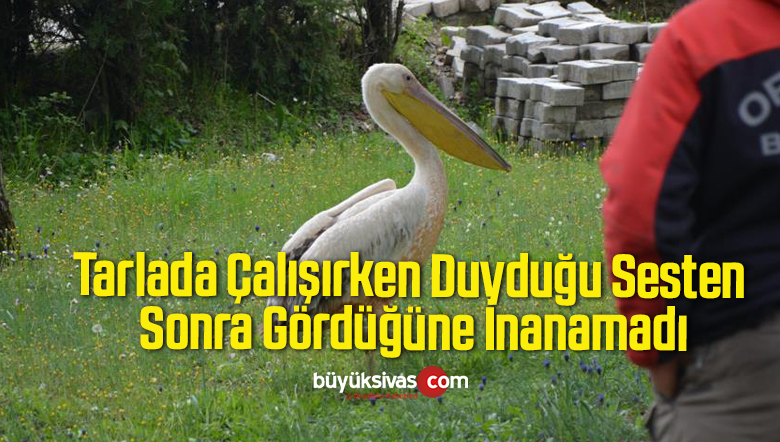 gördüğüne inanamadı