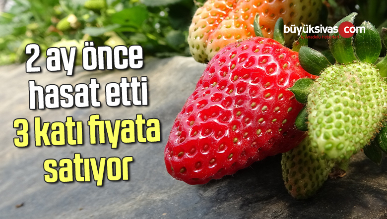 2 ay önce hasat etti 3 katı fiyata satıyor