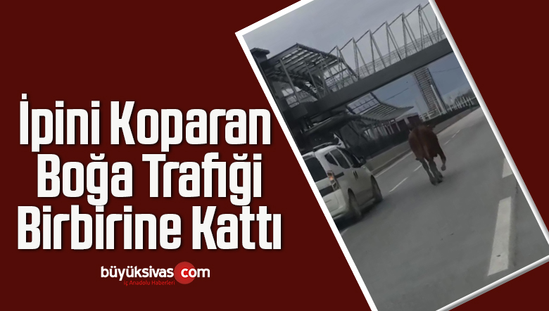 İpini Koparan Boğa Trafiği Birbirine Kattı
