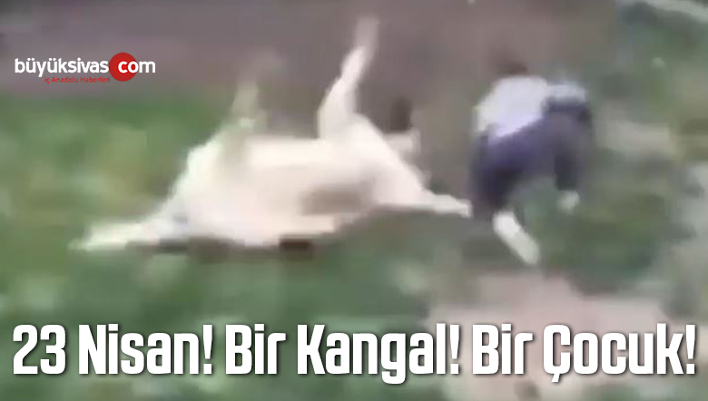 23 Nisan’da Kangal Köpeği ile Çocuğun Muhteşem Güreş Oyunu