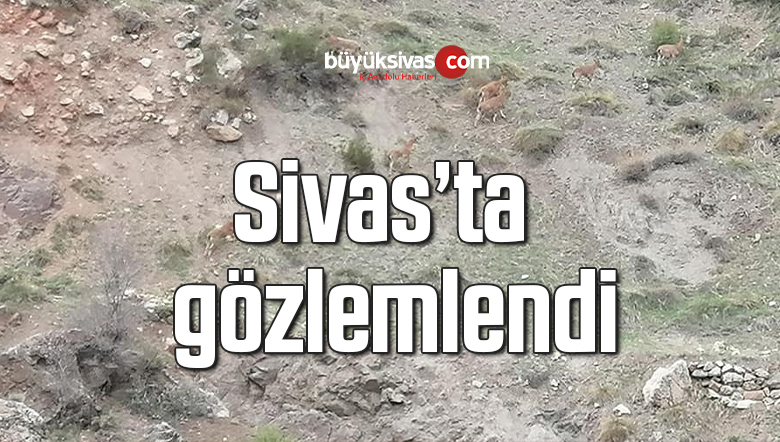 Sivas’ta DKMP ekipleri tarafından yapılan çalışmalarda  gözlemlendi