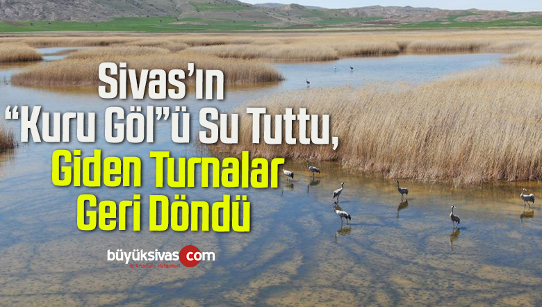 Sivas’ta Kuruyan “Kuru göl” Su Tuttu, Giden Turnalar Geri Döndü