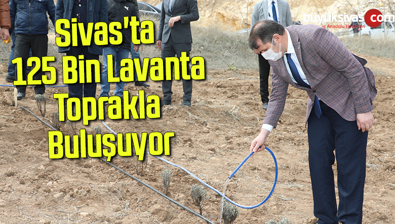 125 Bin Lavanta, Toprakla Buluşuyor
