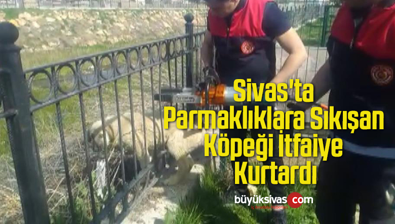 Sivas’ta Parmaklıklara Sıkışan Köpeği İtfaiye Kurtardı