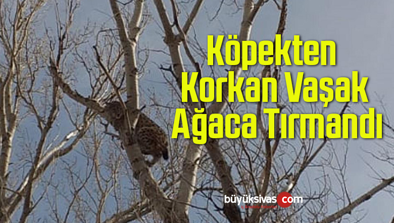 Sivas’ta Köpekten Korkan Vaşak Ağaca Tırmandı