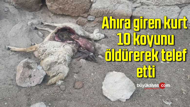Ahıra giren kurt 10 koyunu öldürerek telef etti