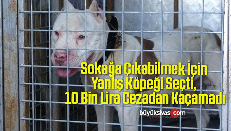 Sokağa Çıkabilmek İçin Yanlış Köpeği Seçti, 10 Bin Lira Cezadan Kaçamadı