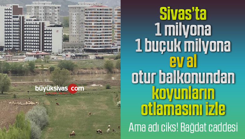 Sivas’ta tam kapanma sürecinde izin belgesi olmadığı halde kapanmayan koyunlar