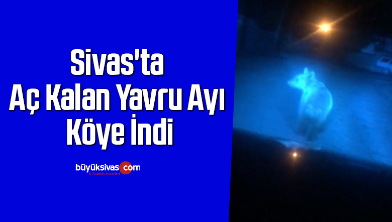 Sivas’ta Aç Kalan Yavru Ayı Köye İndi