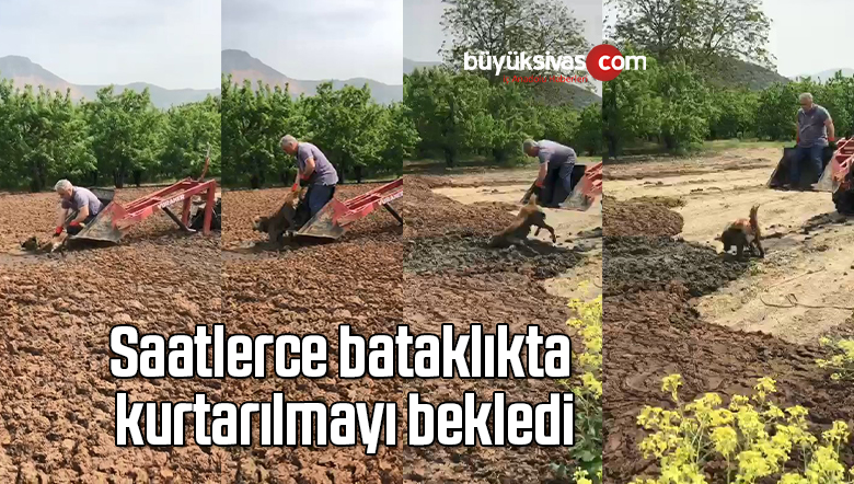 Saatlerce bataklıkta kurtarılmayı bekledi