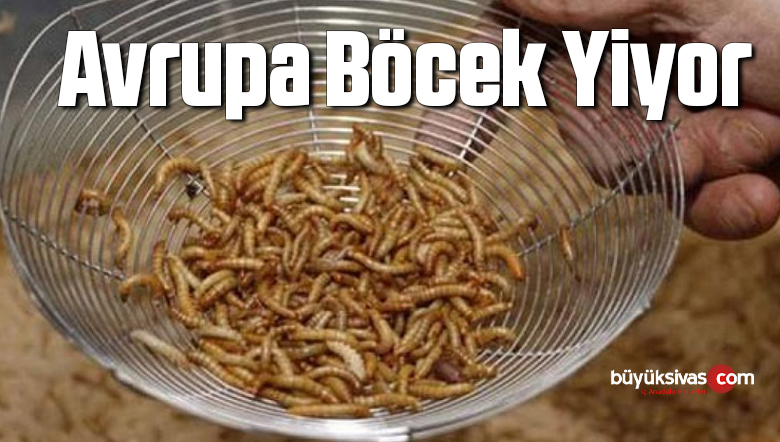 böcek1