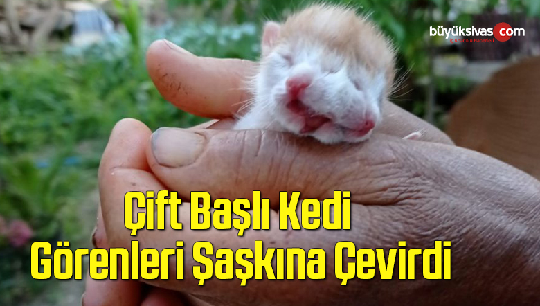 Yeni Dünyaya Gelen Çift Başlı Kedi Görenleri Şaşkına Çevirdi