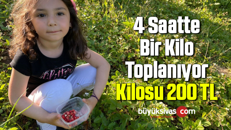 4 saatte bir kilo toplanabilen çileğin kilosu 200 TL
