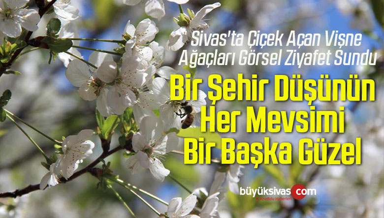 Sivas’ta Çiçek Açan Vişne Ağaçları Görsel Ziyafet Sundu