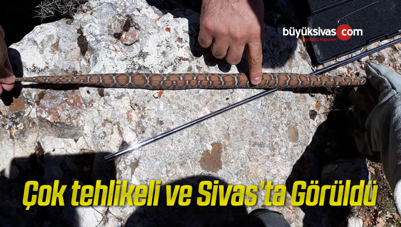 Nesli tükenme altında, Sivas’ta Beyaz Bantlı Dağ Engereği görüldü