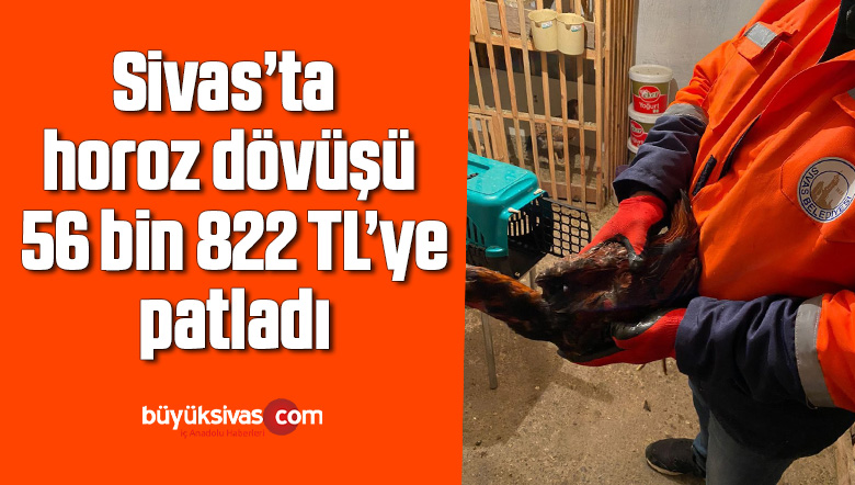 Pandemide horoz dövüşü 56 bin 822 TL’ye patladı
