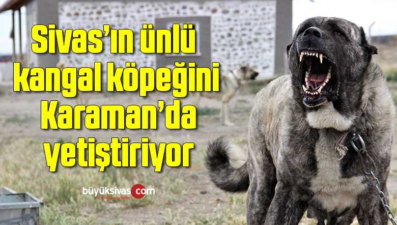 Sivas’ın ünlü kangal köpeğini Karaman’da yetiştiriyor