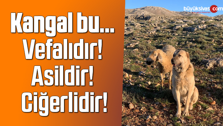 Kangal, sadakati ile şaşkına çevirdi