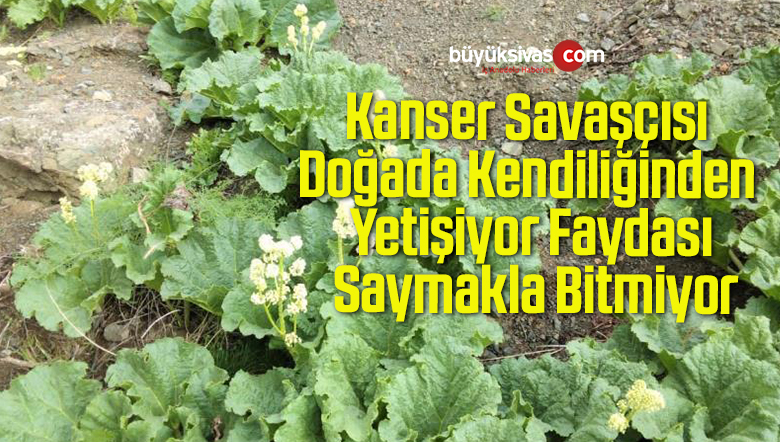 Kanser Savaşçısı Doğada Kendiliğinden Yetişiyor Faydası Saymakla Bitmiyor