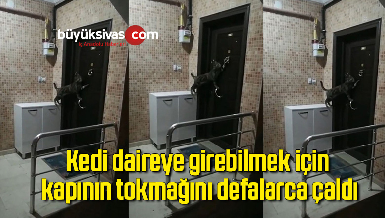 Kedi daireye girebilmek için kapının tokmağını defalarca çaldı
