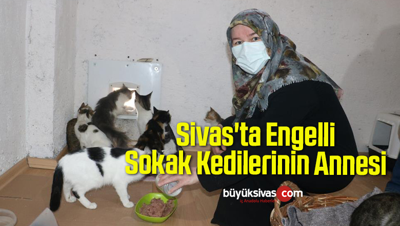 Sivas’ta Engelli Kedilerin Annesi Yaptığıyla Takdir Topluyor