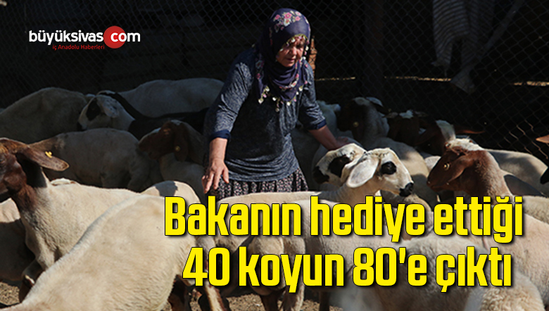 Bakanın hediye ettiği 40 koyun 80’e çıktı