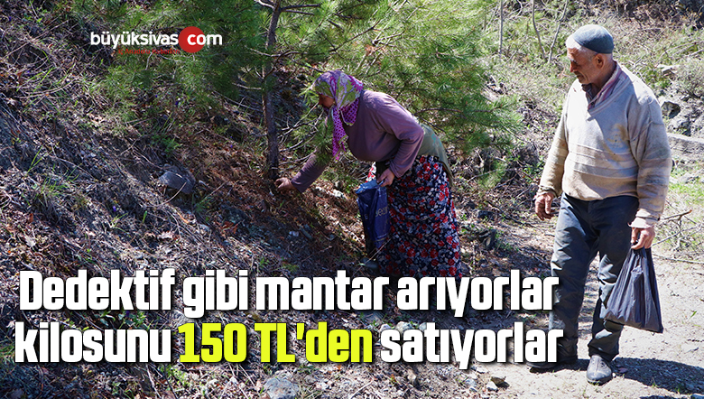 Dedektif gibi mantar arıyorlar, kilosunu 150 TL’den satıyorlar