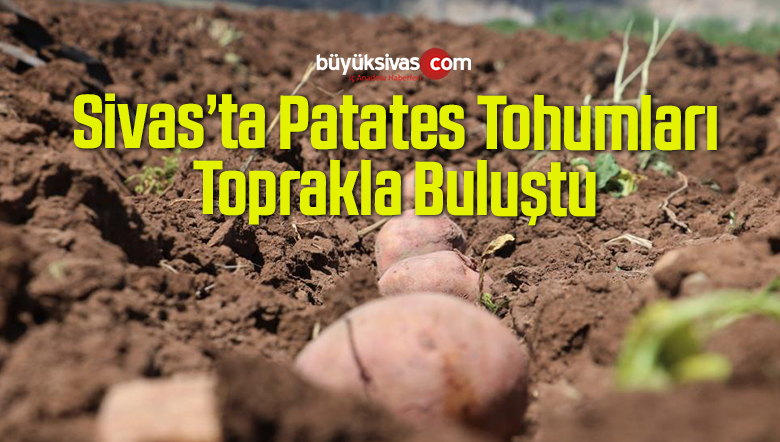patates