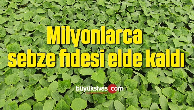 Milyonlarca sebze fidesi elde kaldı