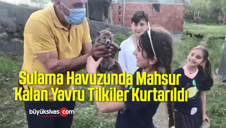 Sulama Havuzunda Mahsur Kalan Yavru Tilkiler Kurtarıldı