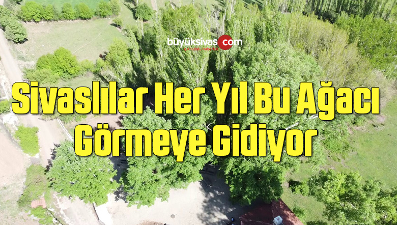 Sivaslılar Her Yıl Bu Ağacı Görmeye Gidiyorlar