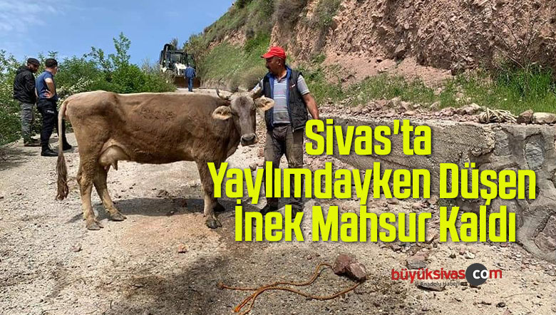 Sivas’ta Yaylımdayken Düşen İnek Mahsur Kaldı, 4 Saatlik Çalışma İle Kurtarıldı