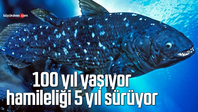 Yaşayan fosil lakaplı balık 100 yıl yaşıyor, hamileliği 5 yıl sürüyor