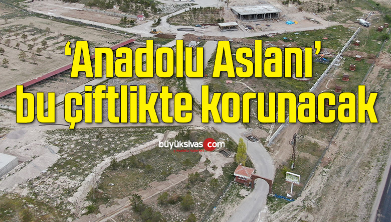 ‘Anadolu Aslanı’ bu çiftlikte korunacak