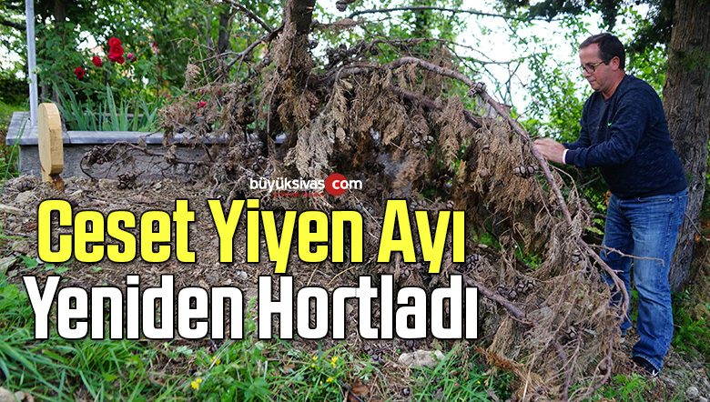 Ceset yiyen ayı, yeniden ortaya çıktı