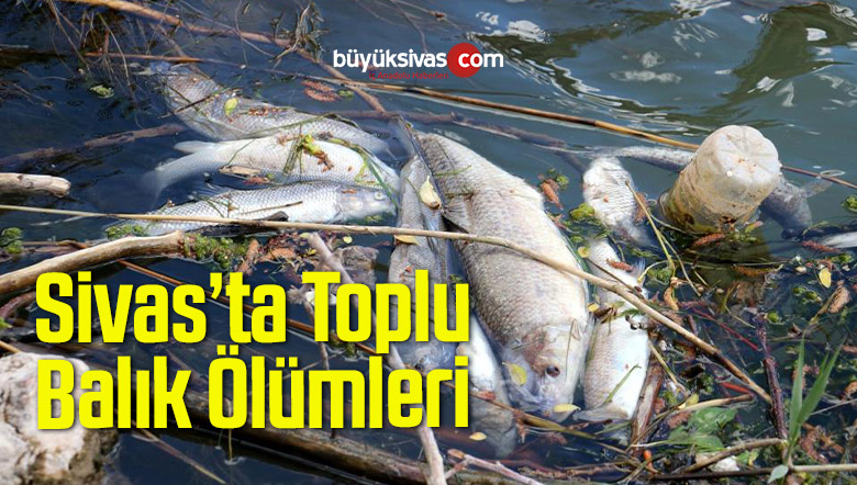 balık ölümleri