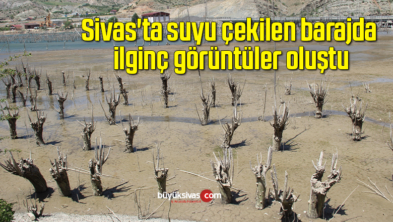 Sivas’ta suyu çekilen barajda ilginç görüntüler oluştu
