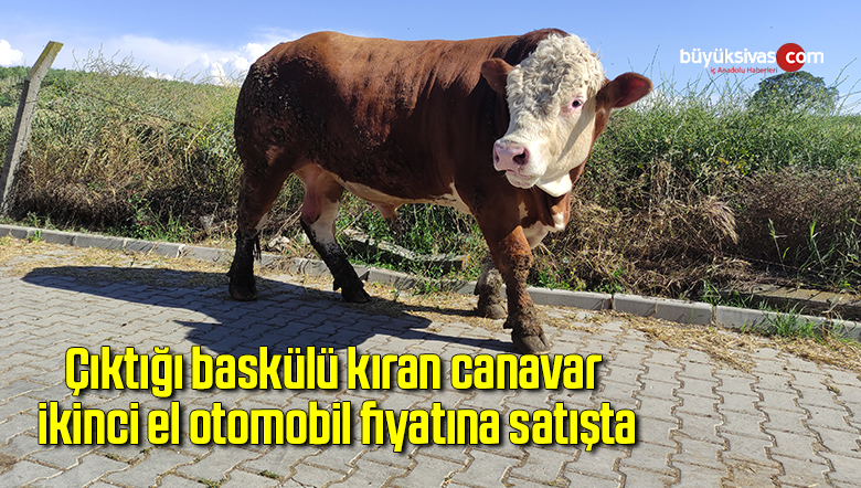 Çıktığı baskülü kıran canavar, ikinci el otomobil fiyatına satışta