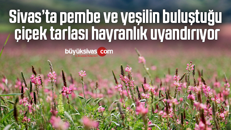 Pembe ve yeşilin buluştuğu çiçek tarlası hayranlık uyandırıyor