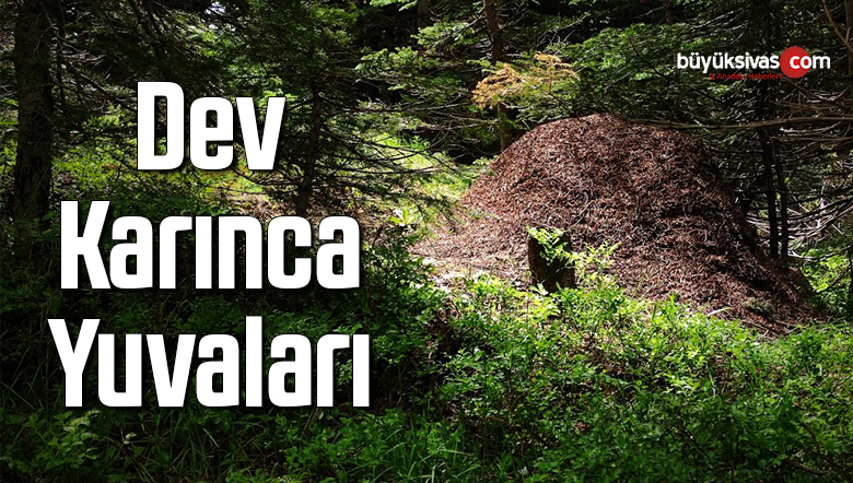 Dev yuvalar, görenleri hayretler için bırakıyor